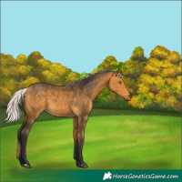 Horse Color:Silver Buckskin