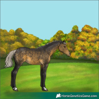Horse Color:Silver Buckskin 