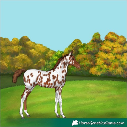 Horse Color:Chestnut Tobiano Near Leopard