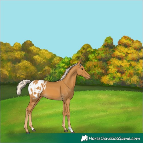 Horse Color:Palomino Blanket