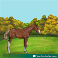 Horse Color:Chestnut Sabino Appaloosa 