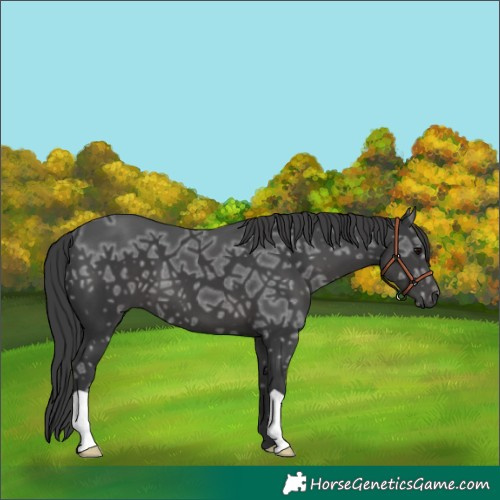 Horse Color:Black Ice