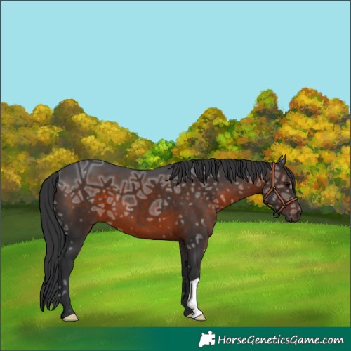 Horse Color:Brown Ice 