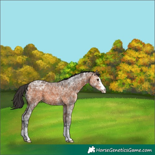 Horse Color:Bay Ice
