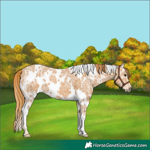 Horse Color:White Spotted Chestnut Ice 