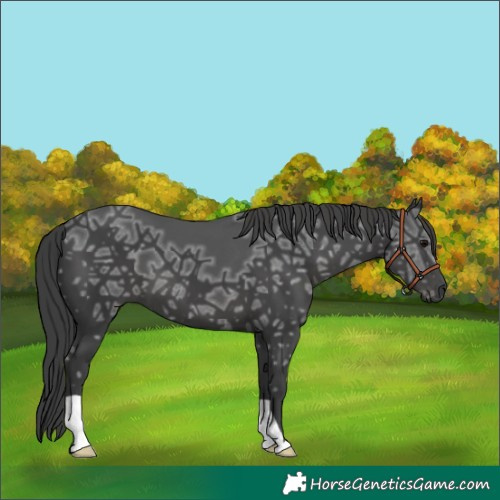 Horse Color:Black Ice 