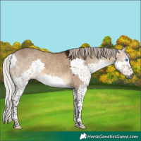 Horse Color:Gray Silver Bay Dun Sabino Splash 