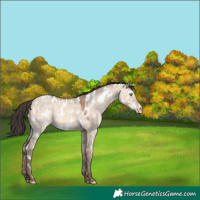 Horse Color:Sable Champagne Dun Appaloosa