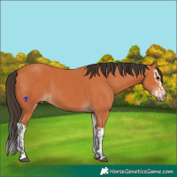 Horse Color:Bay  and Bay Splash 