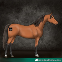 Horse Color:Bay 
