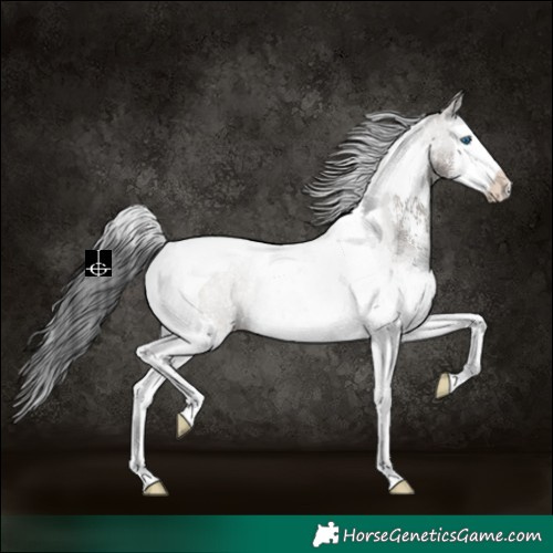 Horse Color:Grullo Sabino Splash Tobiano Rabicano 