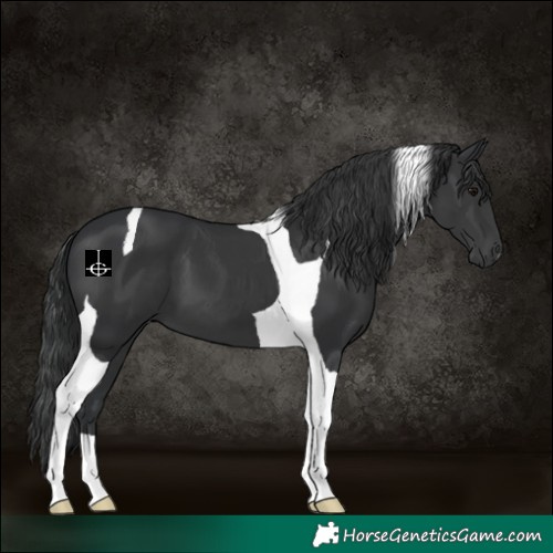Horse Color:Black Tobiano 