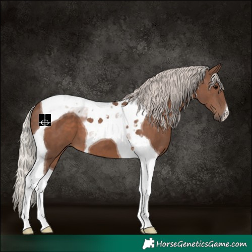 Horse Color:Silver Black Tobiano 