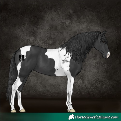 Horse Color:Black Tobiano 