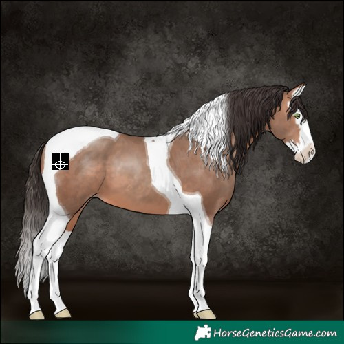 Horse Color:Sable Champagne Splash Tobiano