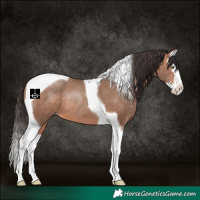 Horse Color:Sable Champagne Splash Tobiano 