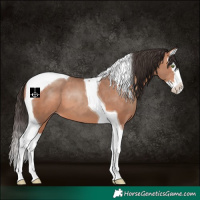 Horse Color:Sable Champagne Splash Tobiano 