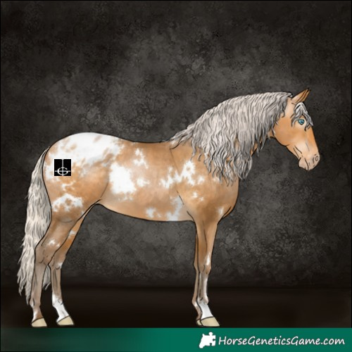 Horse Color:Gray White Spotted Silver Buckskin Pearl Blanket 
