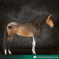 Horse Color:Buckskin Tobiano Rabicano