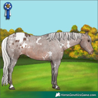 Horse Color:White Spotted Silver Brown Appaloosa 