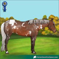 Horse Color:White Spotted Silver Brown Appaloosa 