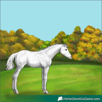 Horse Color:Silver Brown Sabino 