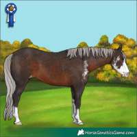 Horse Color:Silver Brown Sabino Varnish 