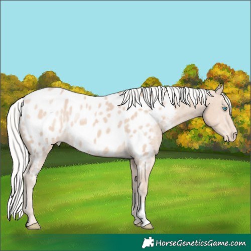 Horse Color:Silver Smoky Creme Appaloosa 