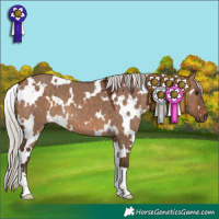 Horse Color:White Spotted Silver Brown Dun