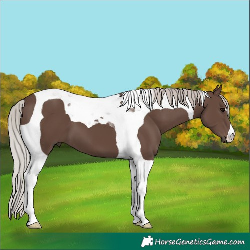 Horse Color:Silver Black Tobiano 
