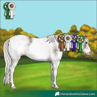 Horse Color:White Spotted Silver Black 