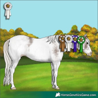 Horse Color:White Spotted Silver Black