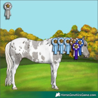 Horse Color:White Spotted Silver Smoky Black Tobiano Appaloosa 