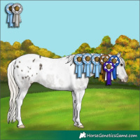 Horse Color:White Spotted Silver Smoky Black Tobiano Blanket 