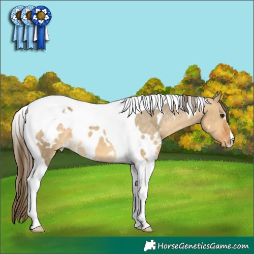 Horse Color:White Spotted Buckskin Dun Tobiano Appaloosa 