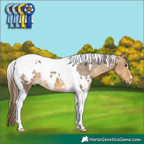 Horse Color:White Spotted Buckskin Dun Tobiano Appaloosa 