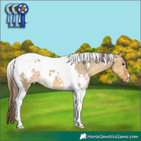 Horse Color:White Spotted Buckskin Dun Tobiano Appaloosa 