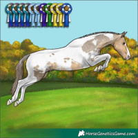 Horse Color:White Spotted Buckskin Dun Tobiano Appaloosa 
