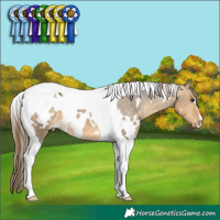 Horse Color:White Spotted Buckskin Dun Tobiano Appaloosa 