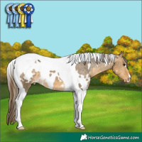 Horse Color:White Spotted Buckskin Dun Tobiano Appaloosa 