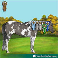 Horse Color:White Spotted Grullo Tobiano Brindle