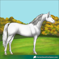 Horse Color:Cremello Dun 