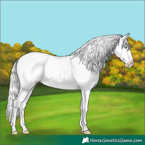 Horse Color:Silver Amber Cream Champagne Dun Tobiano Frame Appaloosa 