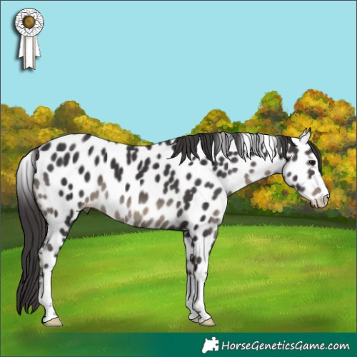 Horse Color:Smoky Black Appaloosa 