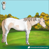 Horse Color:Perlino Tobiano