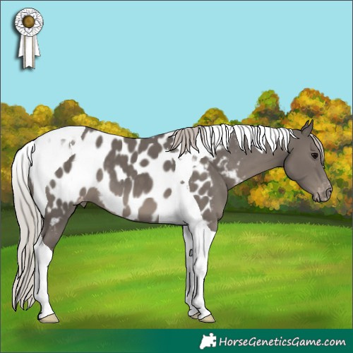 Horse Color:Silver Black Tobiano Appaloosa 
