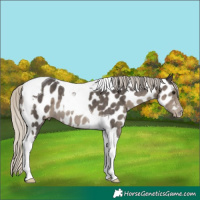 Horse Color:Silver Smoky Black Tobiano Appaloosa