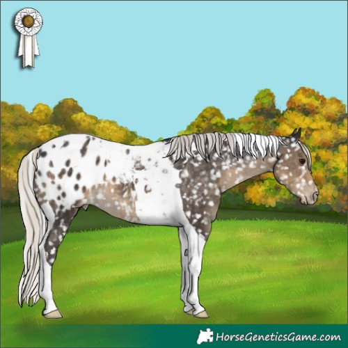 Horse Color:Silver Smoky Black Tobiano Appaloosa 
