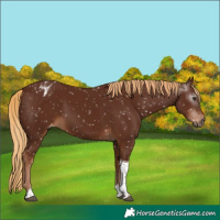 Horse Color:Gray Chestnut Tobiano Appaloosa 
