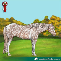 Horse Color:Chestnut Tobiano Appaloosa 